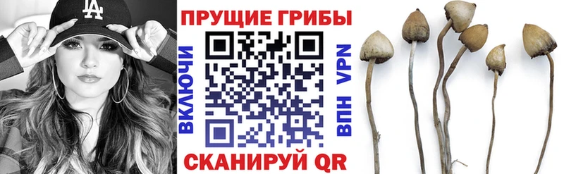 сайты даркнета какой сайт  Ильский  Галлюциногенные грибы GOLDEN TEACHER  купить наркотики сайты 